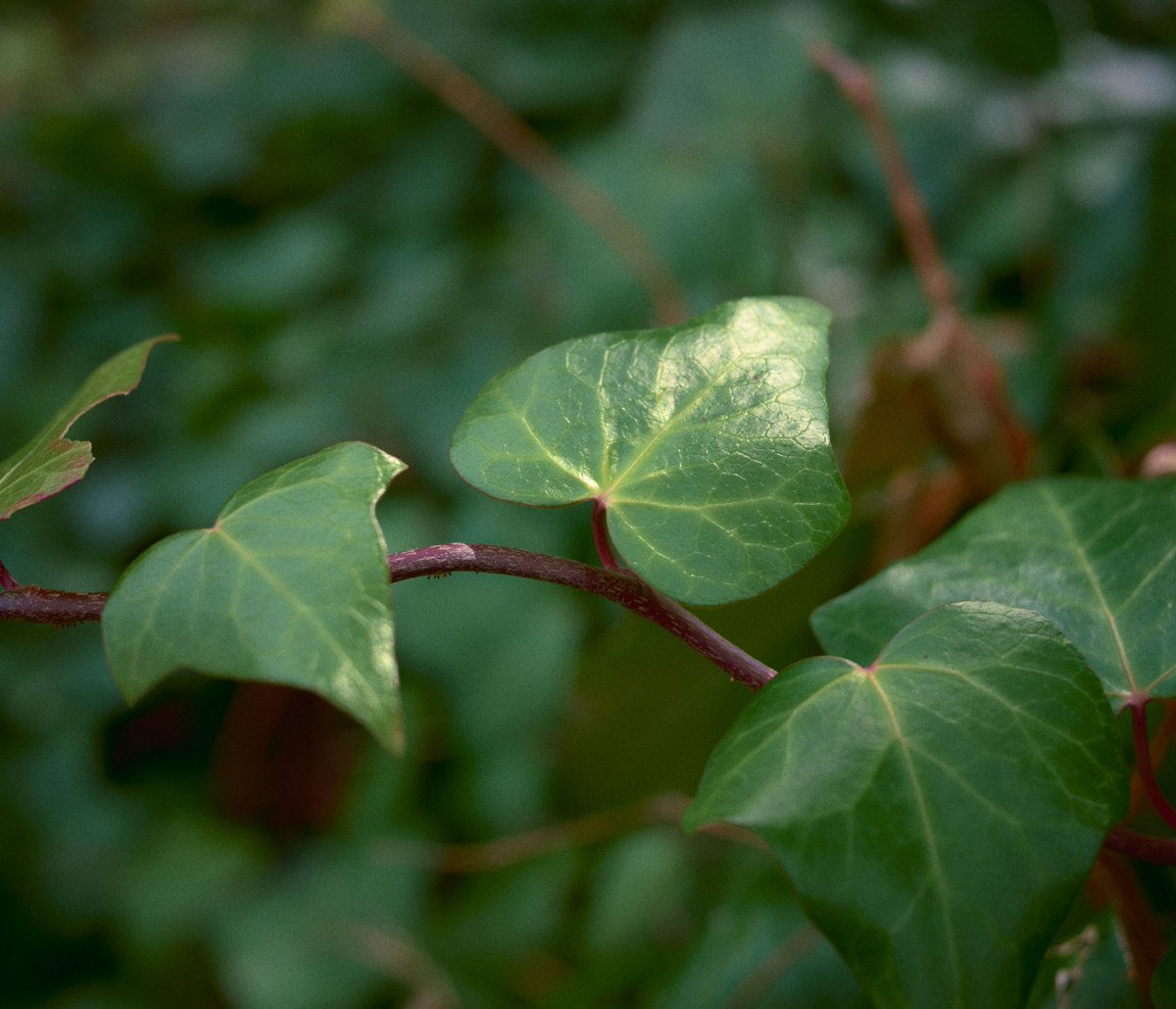 今日のgreen

#LUMIXS5II