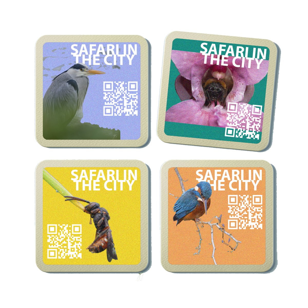 WildBelfast's tweet image. Today we're launching our Beer Mat Safari competition as part of #belfast2024!

We want Belfast based artists to submit art that celebrates #Belfast's local, native #wildlife to be in for a chance at winning 8 prizes of £150.

Categories include:
1) Photography
2) Drawing &amp;amp;…