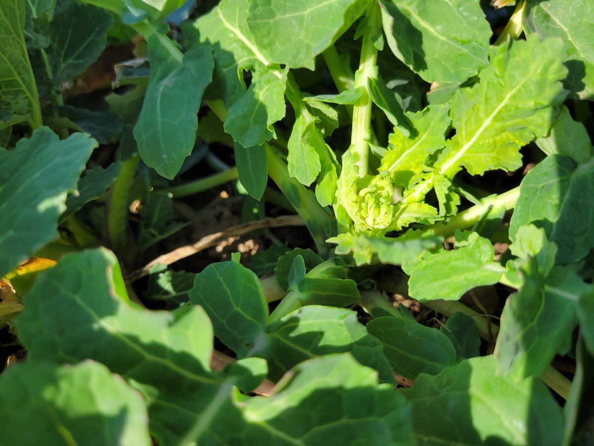 Nice to visit with <a href="/RUBISCOSEEDS/">Brian Caldbeck</a> and <a href="/melochesy/">Sydney Meloche</a> yesterday. #wintercanola coming along nicely in Harrow. Flower buds visible on Mercedes. Time to starting thinking about spring N.