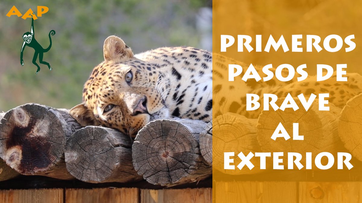 El leopardo Brave, fue rescatado desnutrido y abandonado por su dueño, en una ciudad de Ucrania al estallar la guerra. 

Ahora, se recupera en AAP España 💚, y recientemente ha tenido acceso a su instalación exterior. No te pierdas sus primeros pasos 👉youtu.be/6AijsIN2Zeg