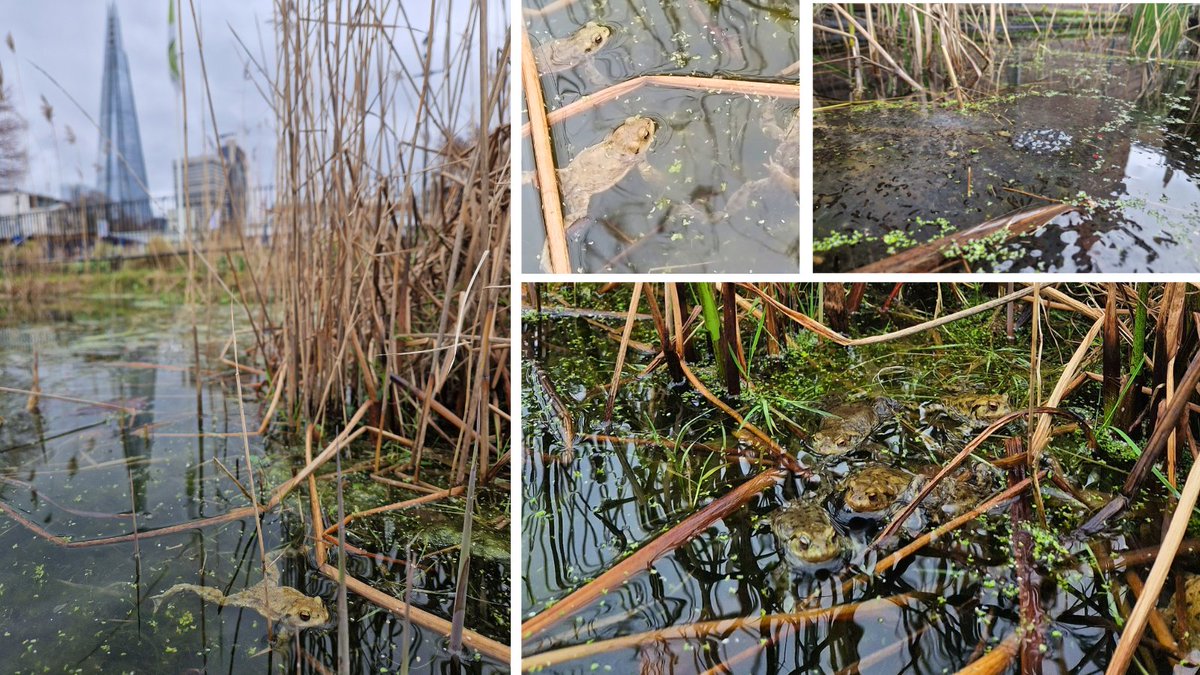 Toads glorious toads down at Red Cross Garden - they're back and feeling the joys of spring again. While at Crossbones Graveyard, the frogs have been busy and now the tadpoles are wiggling free. Wildlife ponds = boundless joy! #gardening #wildlifepond #toads #froggies 🐸