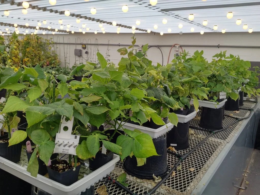 realagriculture's tweet photo. Edible Bean School: Breeding varieties for growers and end users #cdnag #ontag #westcdnag @HDCAgronomy #EdibleBean https://t.co/vNXKoXAVFO https://t.co/9c64wYhudx