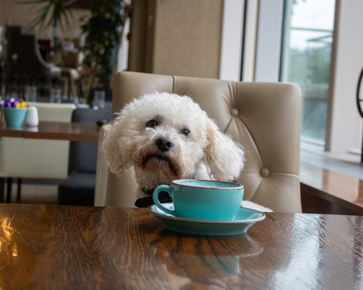 🐾|  Dog- Friendly 
 
Located on the Lee Fields, The Kingsley is the ideal location to explore Cork City with your best friend 🐕 

#thekingsley #dogfriendlyCork #dogs