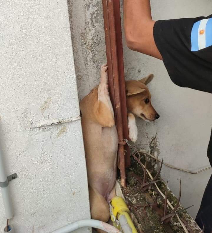 EcheverriaInf's tweet photo. Bomberos Voluntarios de Monte Grande rescataron a un perrito que quedó atascado.

BV informaron que "Nos desplazamos con una dotación a cargo del Cabo 1° ARGUELLO, Claudio a RESCATE DE CANINO en calle Reconquista al 900." https://t.co/44HYmHgiJC