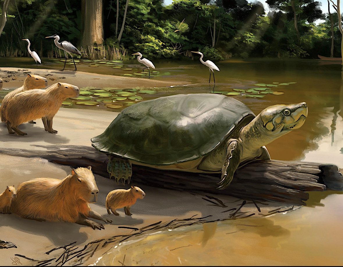 Peltocephalus maturin. Reconstrucción por Júlia d’Oliveira 
royalsocietypublishing.org/doi/10.1098/rs…