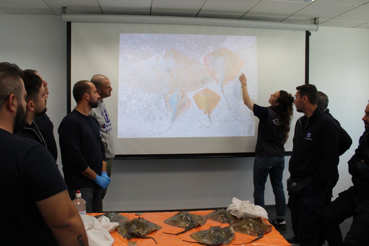 Key features to identify individuals of the genus #Dasyatis and practical identification of specimens for the fisheries inspectors of the Dep. of Fisheries and Marine Research, #Cyprus, within the workshop organised by iSea & @MER_Lab_CY on Shark & Ray proper identification!