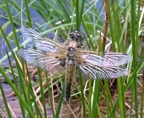 It's another dreich day in Perthshire so here are some summery dragons to cheer us up.... There will be lots more to see at Saturday's online meeting - still plenty of places available! british-dragonflies.org.uk/event/bds-spri… Pls RT!
