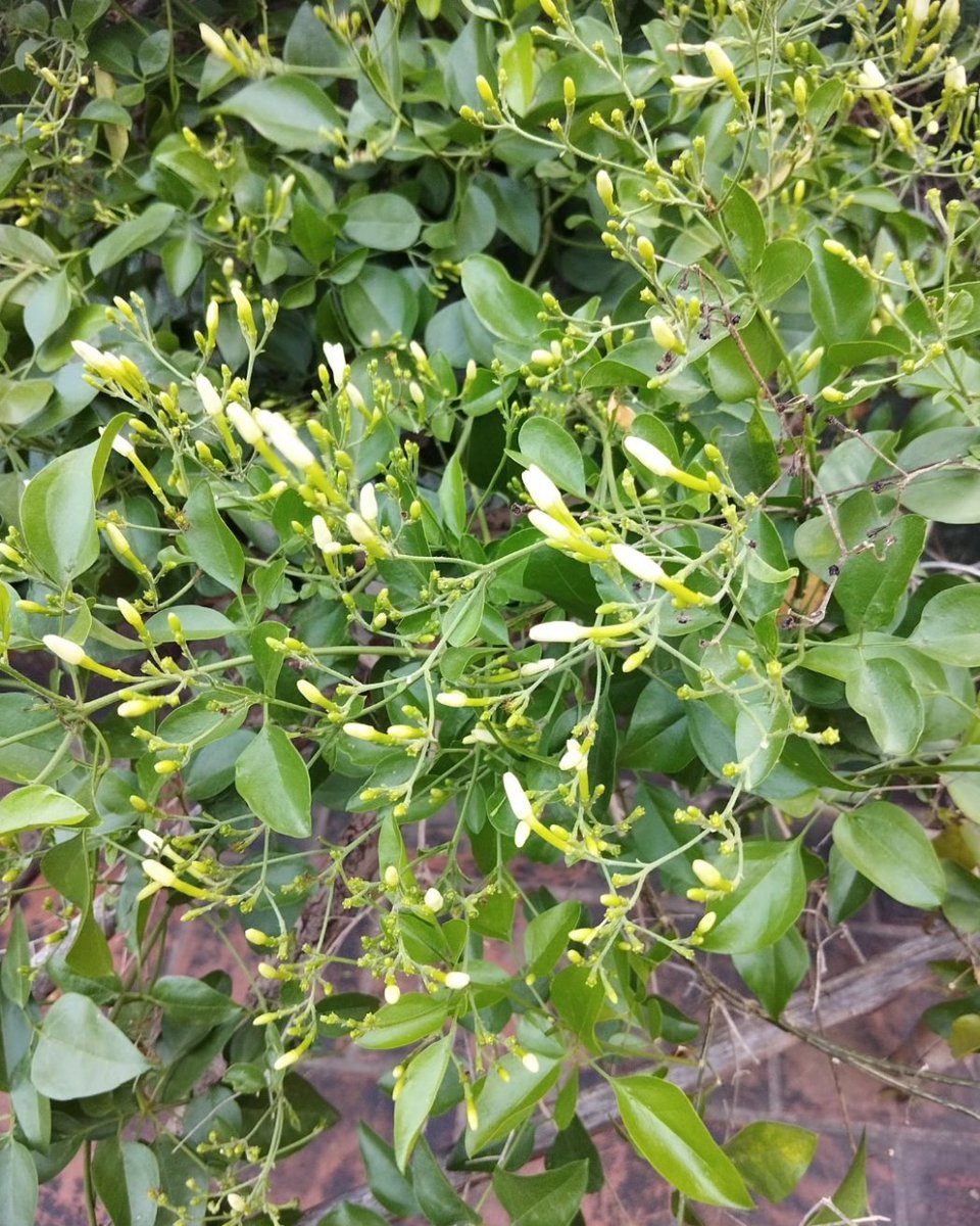 #myhome #smallgarden #veeramangudi #papanasam #thanjai #ammahome #flowers