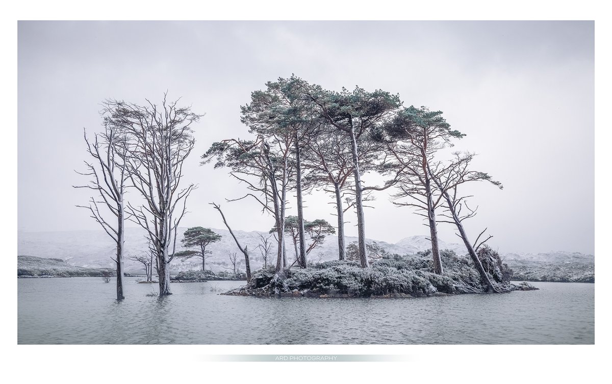LOCH ASSYNT A well know stand of trees last winter. #assynt