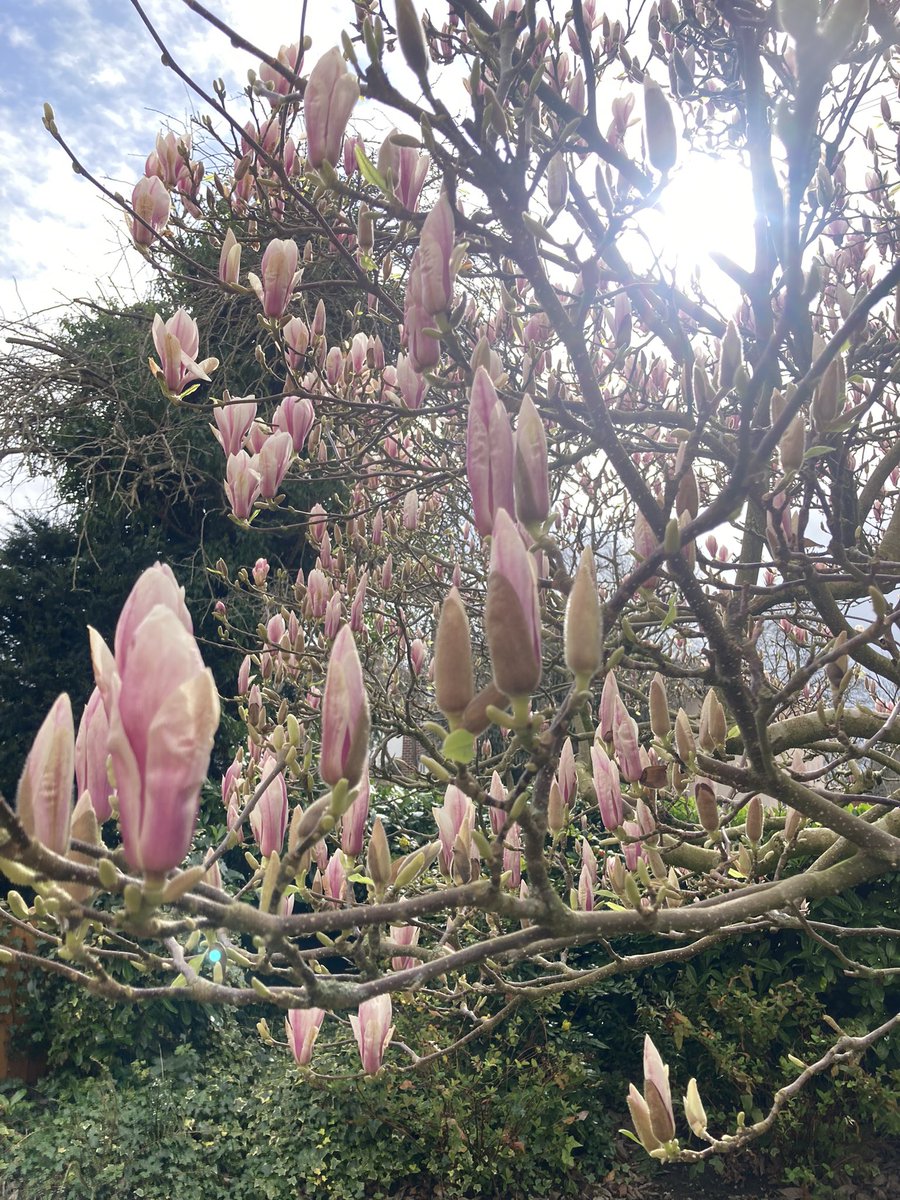 Beautiful today #Magnolia @ChattyGardener