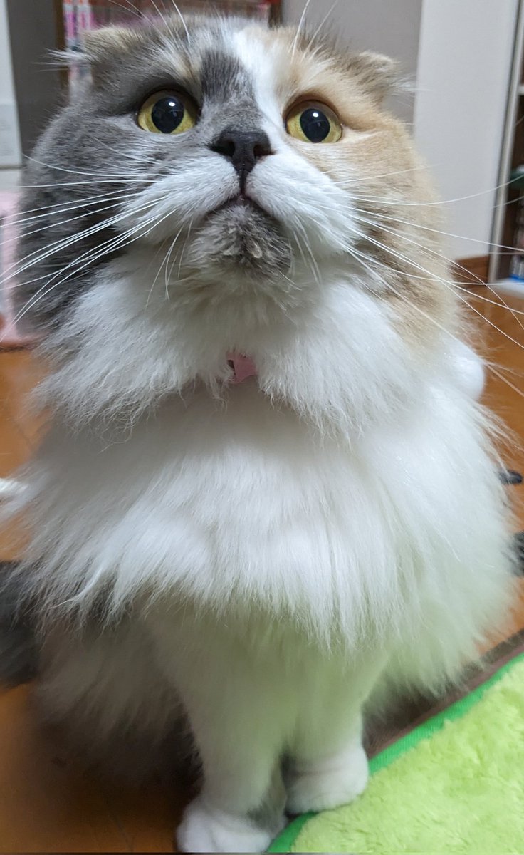 MoKo_1_16's tweet photo. ビチョビチョ もこ

#ねこ #猫 #もこ #スコティッシュフォールド #猫のいる幸せ #猫のいる生活 https://t.co/CY9KDDYBNo