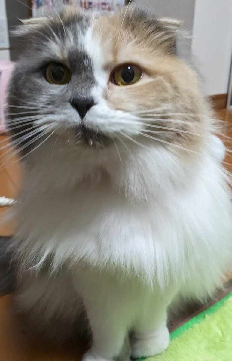 MoKo_1_16's tweet photo. ビチョビチョ もこ

#ねこ #猫 #もこ #スコティッシュフォールド #猫のいる幸せ #猫のいる生活 https://t.co/CY9KDDYBNo