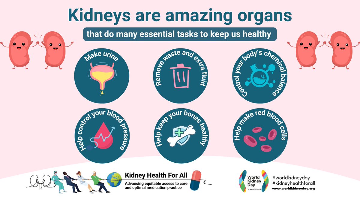 Your kidneys are amazing organs and work really hard for you! Each roughly the size of your fist, kidneys are located deep in the abdomen, beneath the rib cage. Learn more about your amazing kidneys : worldkidneyday.org/about-kidney-h… #WorldKidneyDay #KidneyHealthForAll