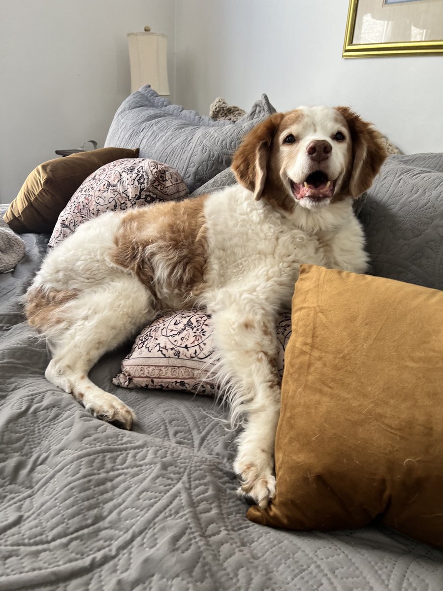 ABrittanyRescue's tweet photo. Luna Tique spreading some joy and smiles on this Thursday!!

Have a great day #ABRfam!

📷:Thanks for sharing Karen Marvin Barth!

#smile #ABR #AmericanBrittanyRescue #ABRsmiles #BrittanySmiles https://t.co/xJRPEYX84i