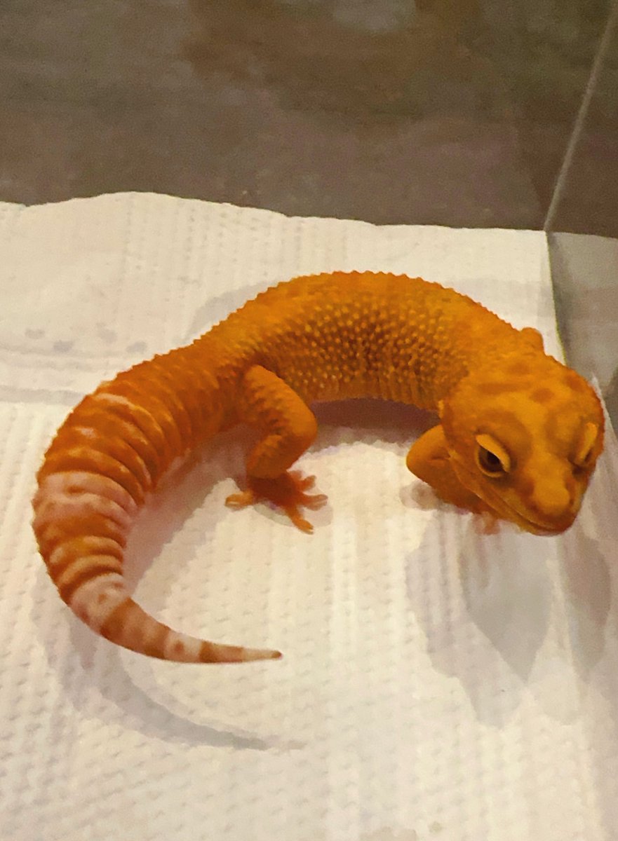 本日もありがとうございましたﾍﾟｺﾘ(⋆ᵕᴗᵕ⋆).+*販売中のタンジェリンレイン♂🤲✨明日は予約のみで土曜日からまたよろしくおねがいします🤲