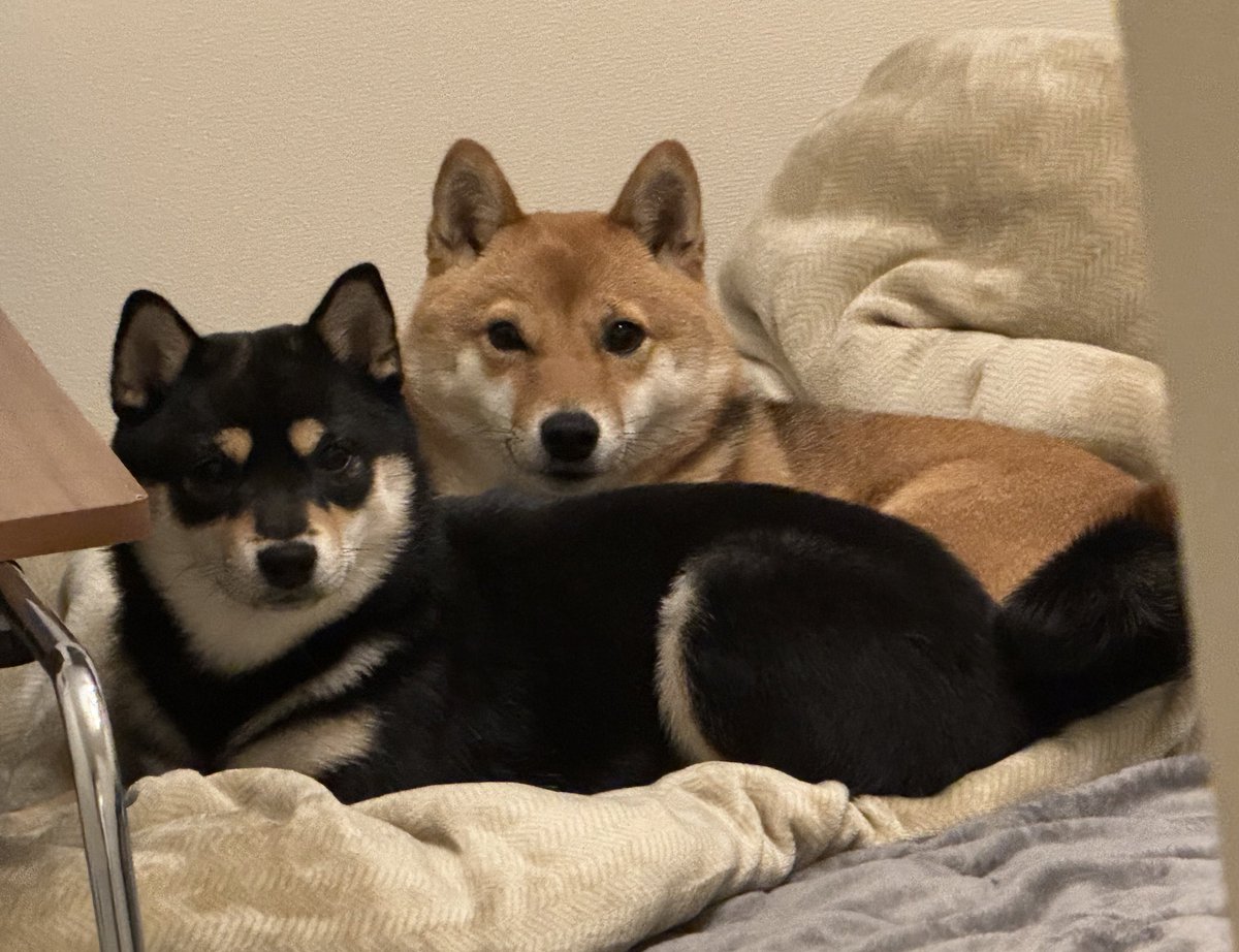 🐕「ベッドお先です」 https://t.co/DJXoRQrQMF