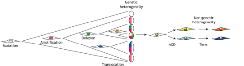In their Review, <a href="/julietihbuss/">Julieti Buss</a>, <a href="/KarineBegnini/">Karine Begnini</a> and <a href="/gulenz/">guido lenz</a> <a href="/LabSinal/">LabSinal</a> <a href="/ufrgsnoticias/">UFRGS</a> discuss the contribution of asymmetric cell division to phenotypic heterogeneity in cancer.
journals.biologists.com/jcs/article/13…
#JCSCellandTissuePolarity