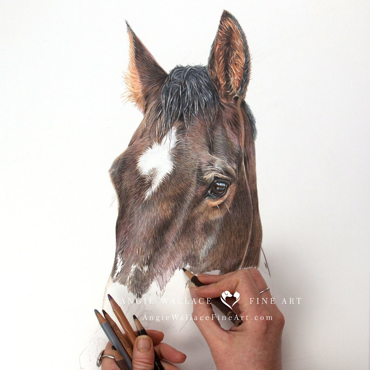 Today I'm working for a beautiful horse called Quidam. Quidam was 19 when he sadly passed. Standing 1.80 m at the shoulder, he was imposing but he had a small and kind heart.  Hope you like him so far #horse #horseportrait #petportraits #colouredpencils