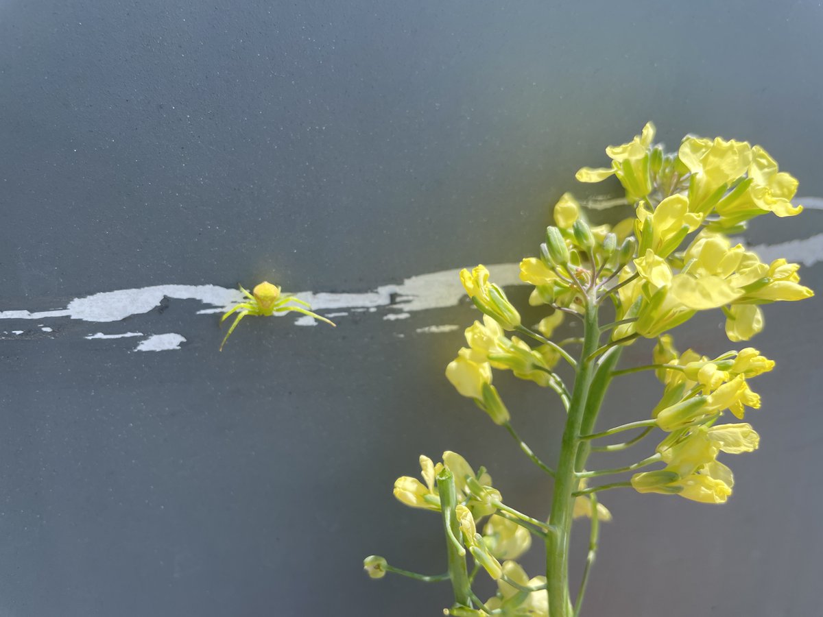 Koh_Ikejima tweet media