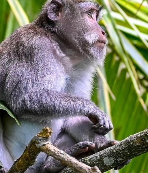 maria17986's tweet photo. 🐒🐒 https://t.co/84Cau5U6Ii