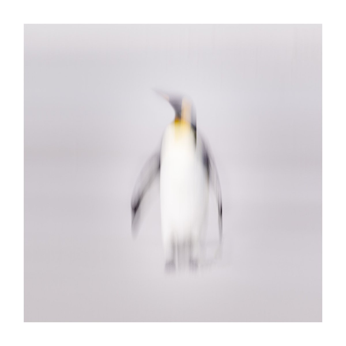 I’m following up my ‘waddle’ image from yesterday with an #ICM #Portrait of a lone #KingPenguin. 

#AbstractArt #icmphotomag #wildlife #southatlantic #fineartphotography #coastalphotography #icmphotography #appicoftheweek #falklandislands