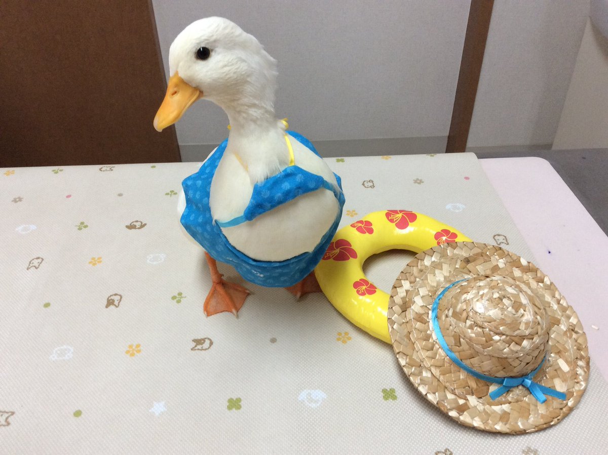 ほわったー tweet media