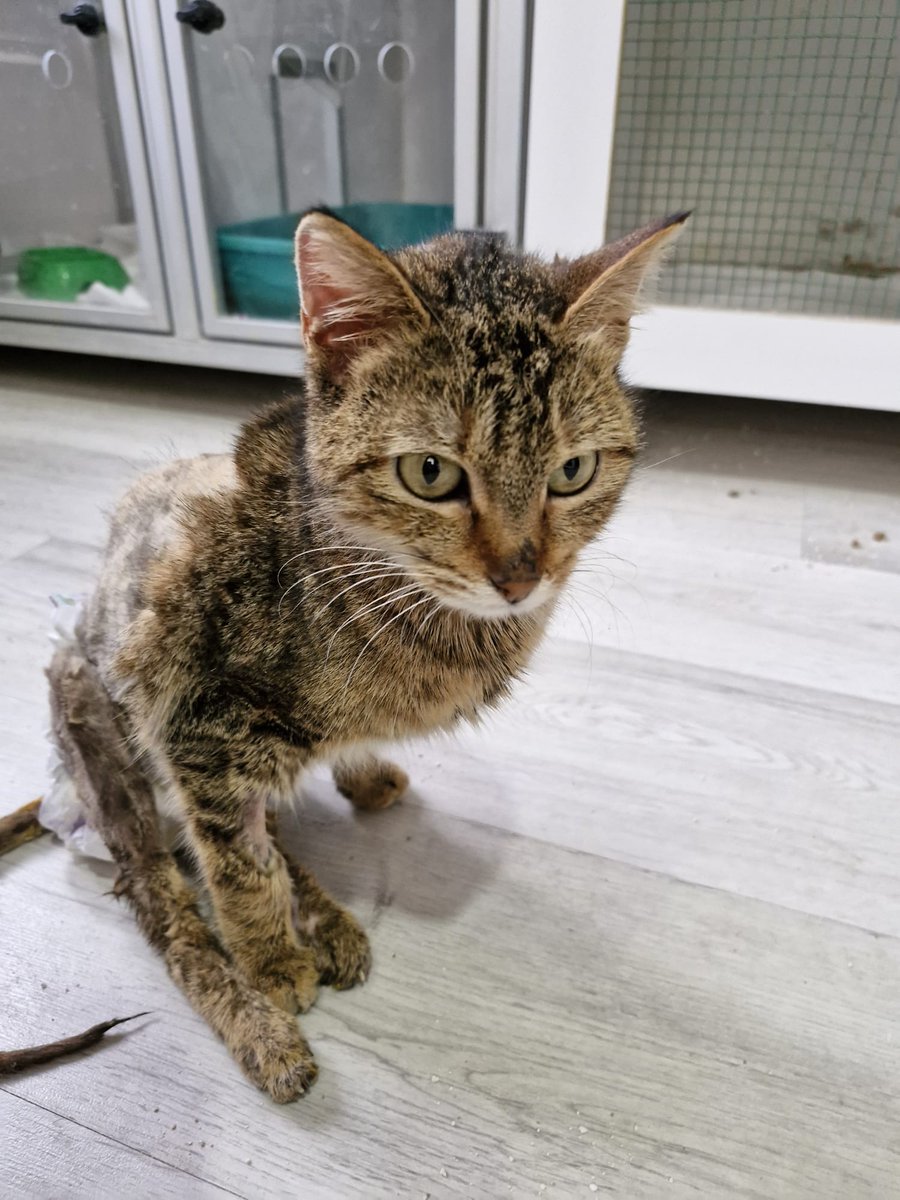 Sizi cuguli ile tanıştırmak istiyorum😍🥹
3 gün önce hasta kedi kliniğe bırakmak zorunda kaldım ve pansiyona bi göz atayım dedim.
Koridorda tam karşımda bi kafes içinde bu şapşik sadece suratini görüyorum bana bir bakışı var aman yarabbi😍 usul usul yanına geldim vee gördümki🥹