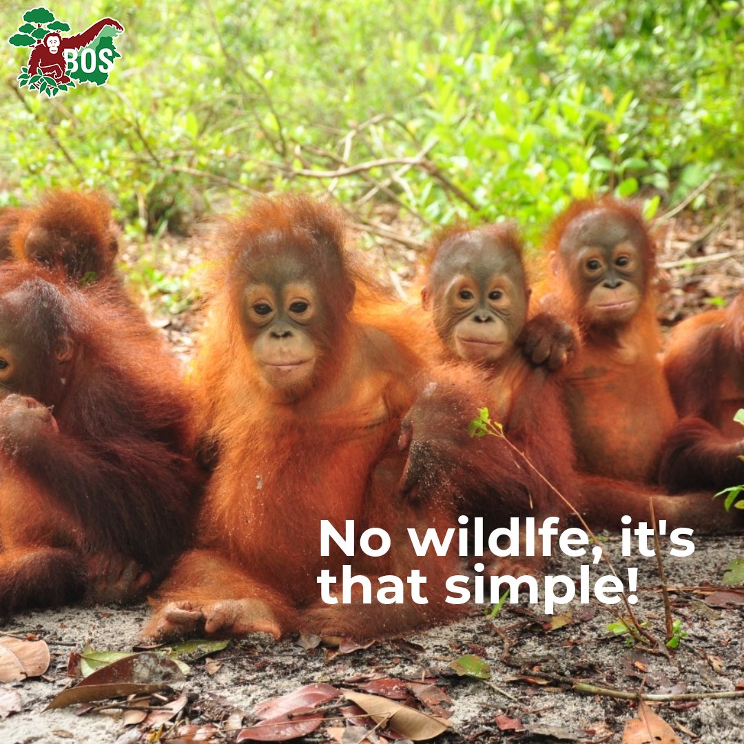 No #habitat, no #wildlife... it's that simple. 
Your shopping choices can make a real difference!
#SaveOrangutans #Rainforest #IllegalMining #IllegalLogging #ecoshop #zerowaste #sustainableliving ·#ecofriendlyproducts #faitrade