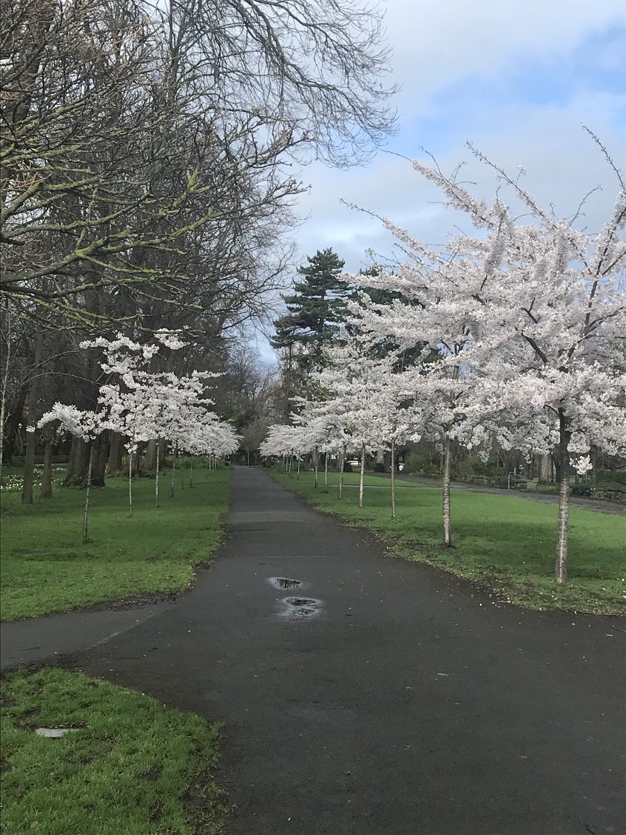 A touch of impending spring in Herbert Park ⁦@DonnybrookD4⁩ ⁦@weatherchannel⁩ ⁦@WeatherRTE⁩ ⁦@verysouthdublin⁩