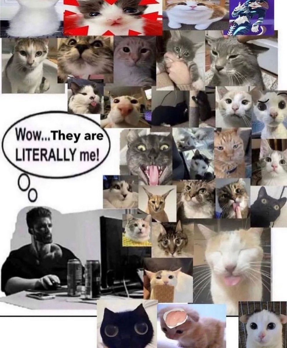PunchingCat's tweet photo. https://t.co/UWvM6tv658