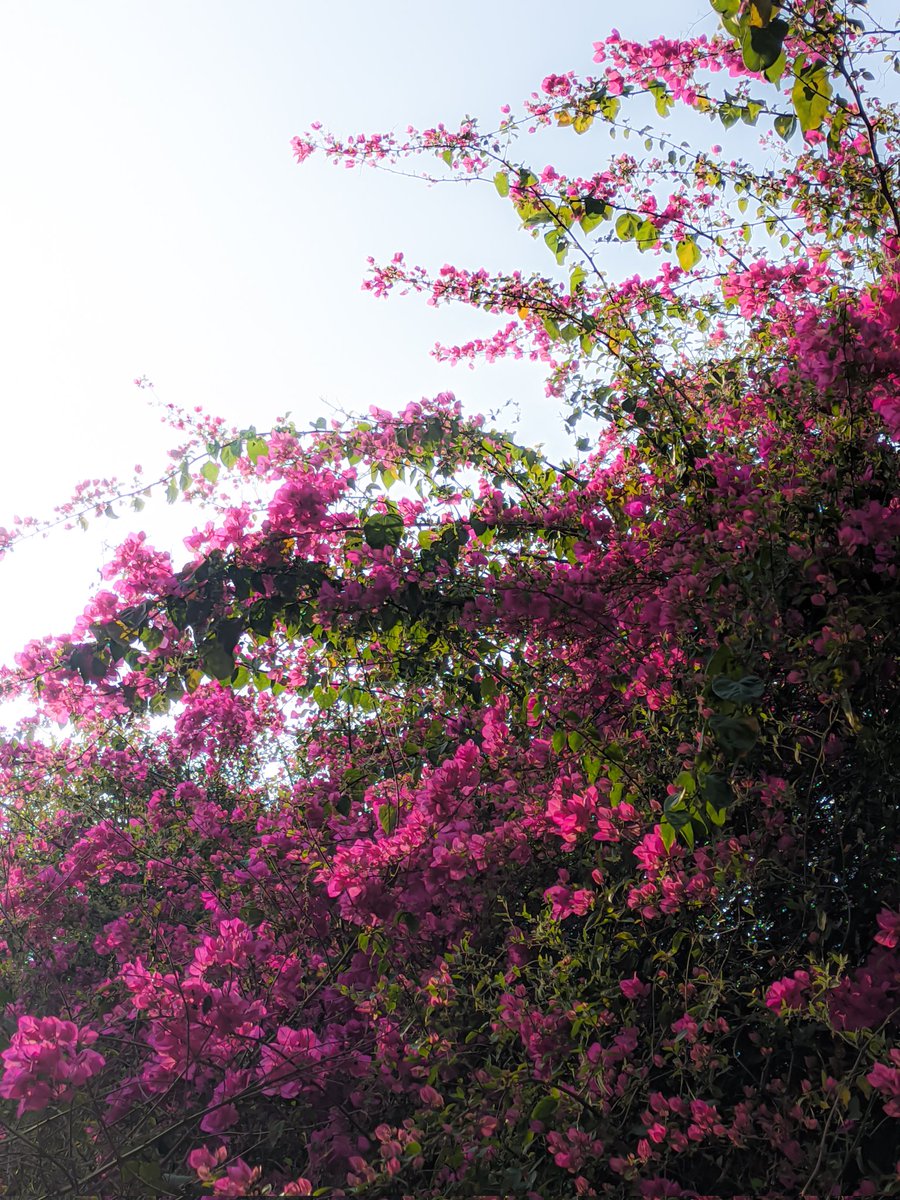 yashhhhfr's tweet photo. Drop your bougenvilla pictures https://t.co/93AojB90RJ