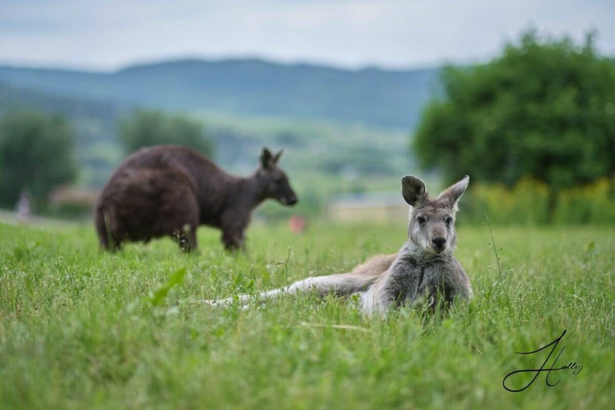 Lake Country Calendar tweet media