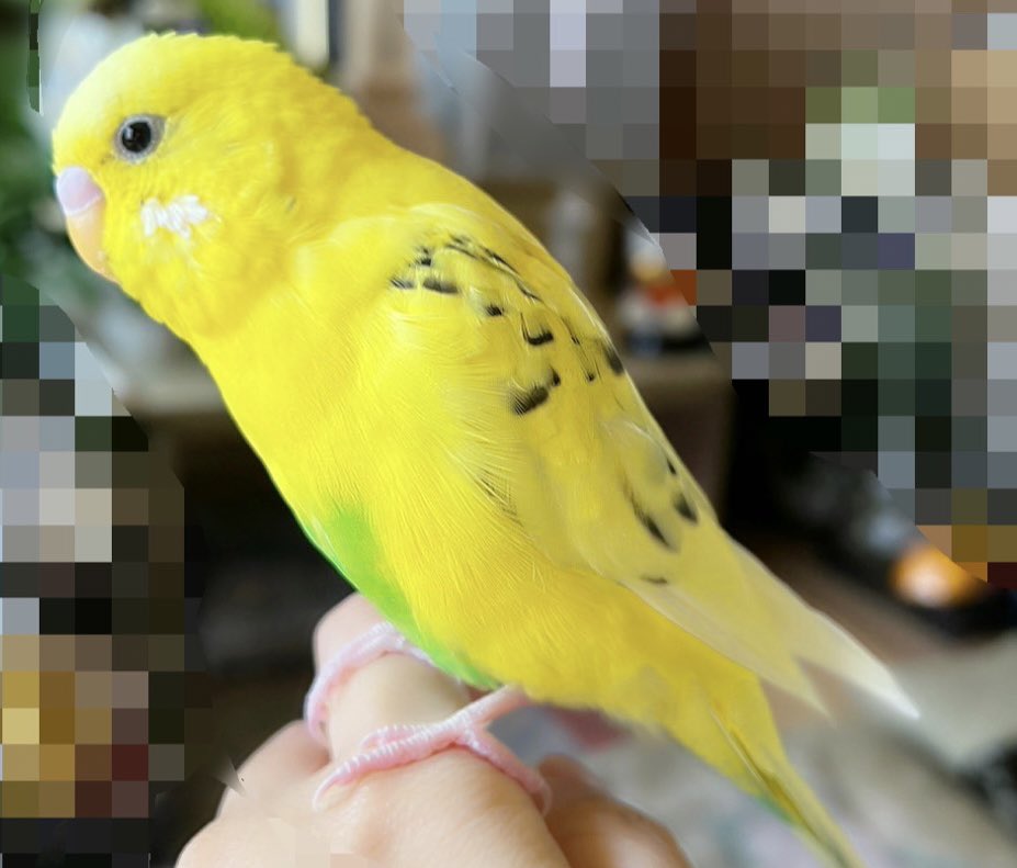 momo_inkosan's tweet photo. 2024年3月14日の12時(正午)頃
成田市の実家からいなくなってしまいました🥺😭目撃情報お待ちしています。 
#セキセイインコ
名前 :もも　(若いメス)
体重30g  体長10cmくらい
手乗りですが、触られるのを嫌がります。
驚くと高く飛んでしまいます。
お喋り多め、鏡が大好きです。 https://t.co/n2bi7IqT7V
