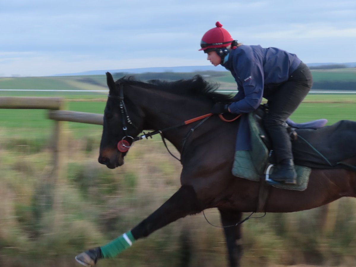Summerdown1997's tweet photo. There’s no more appropriate time than today to say farewell to our great friend and Cheltenham Festival hero THIRD WIND!
He’ll be missed by all of us in the yard and we all wish him a very happy and well deserved retirement!
Well done boy! 🙌🏼⭐️
#SummerdownStables
#ThirdWind https://t.co/1pHETxrpax