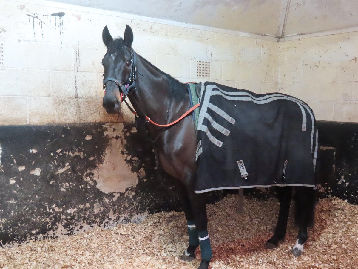 Summerdown1997's tweet photo. There’s no more appropriate time than today to say farewell to our great friend and Cheltenham Festival hero THIRD WIND!
He’ll be missed by all of us in the yard and we all wish him a very happy and well deserved retirement!
Well done boy! 🙌🏼⭐️
#SummerdownStables
#ThirdWind https://t.co/1pHETxrpax