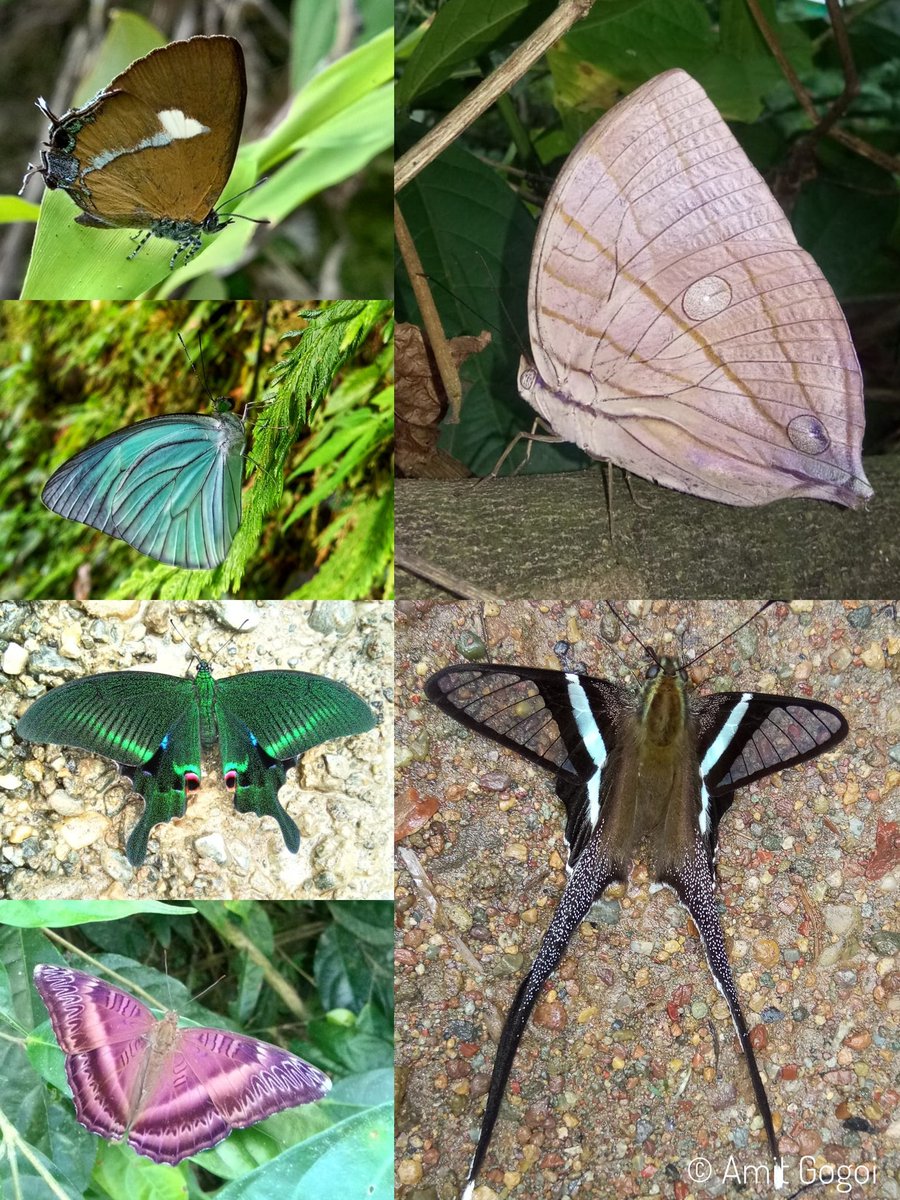 Butterflies are key indicator of the health of the environment. Arunachal Pradesh is home to more than 700 species of butterflies. Their vast diversity is directly related with the rich flora & health of the environment. #NationalLearnAboutButterfliesDay