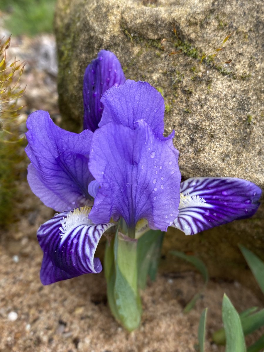 Another first flowering for us of Iris lutescens blue fm on the #sandbed whole thing 3 in tall