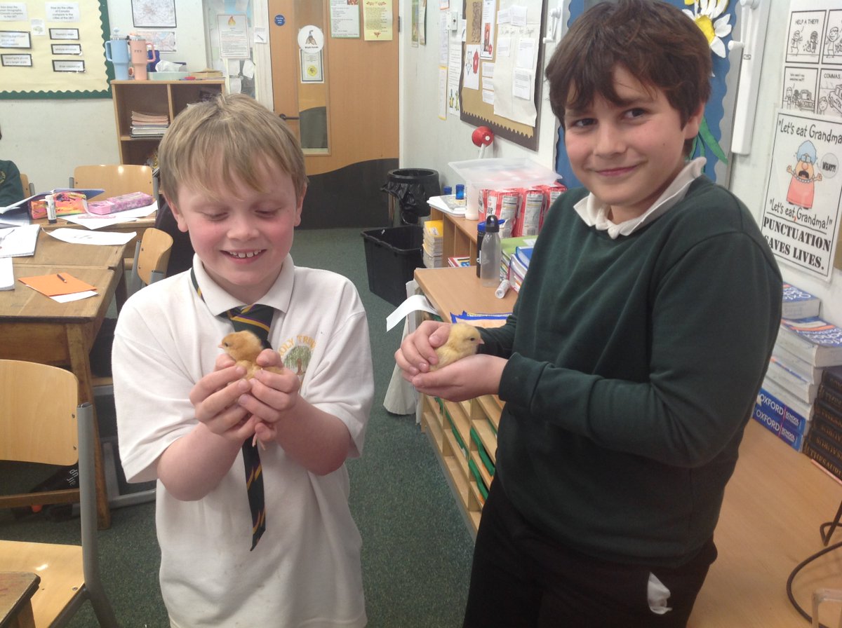 Crocodiles Class (@crocclass) on Twitter photo Look at those smiles! The chicks have certainly added an extra dimension to our Science Week in Year 5! <a href="/WillowsCE/">Holy Trinity C of E Primary School</a> Look at those smiles! The chicks have certainly added an extra dimension to our Science Week in Year 5! <a href="/WillowsCE/">Holy Trinity C of E Primary School</a>
