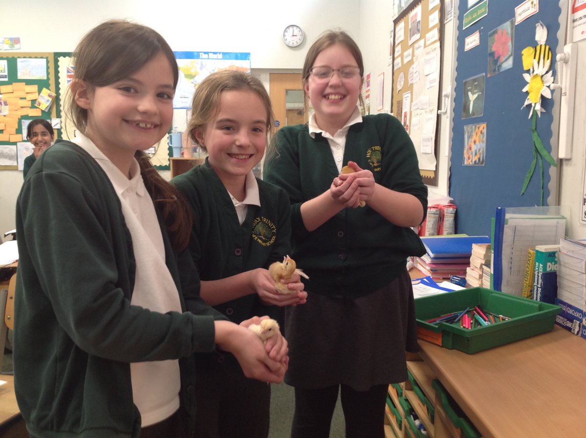 CrocClass's tweet image. Look at those smiles! The chicks have certainly added an extra dimension to our Science Week in Year 5! @WillowsCE