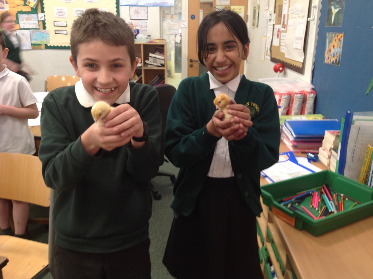 CrocClass's tweet image. Look at those smiles! The chicks have certainly added an extra dimension to our Science Week in Year 5! @WillowsCE