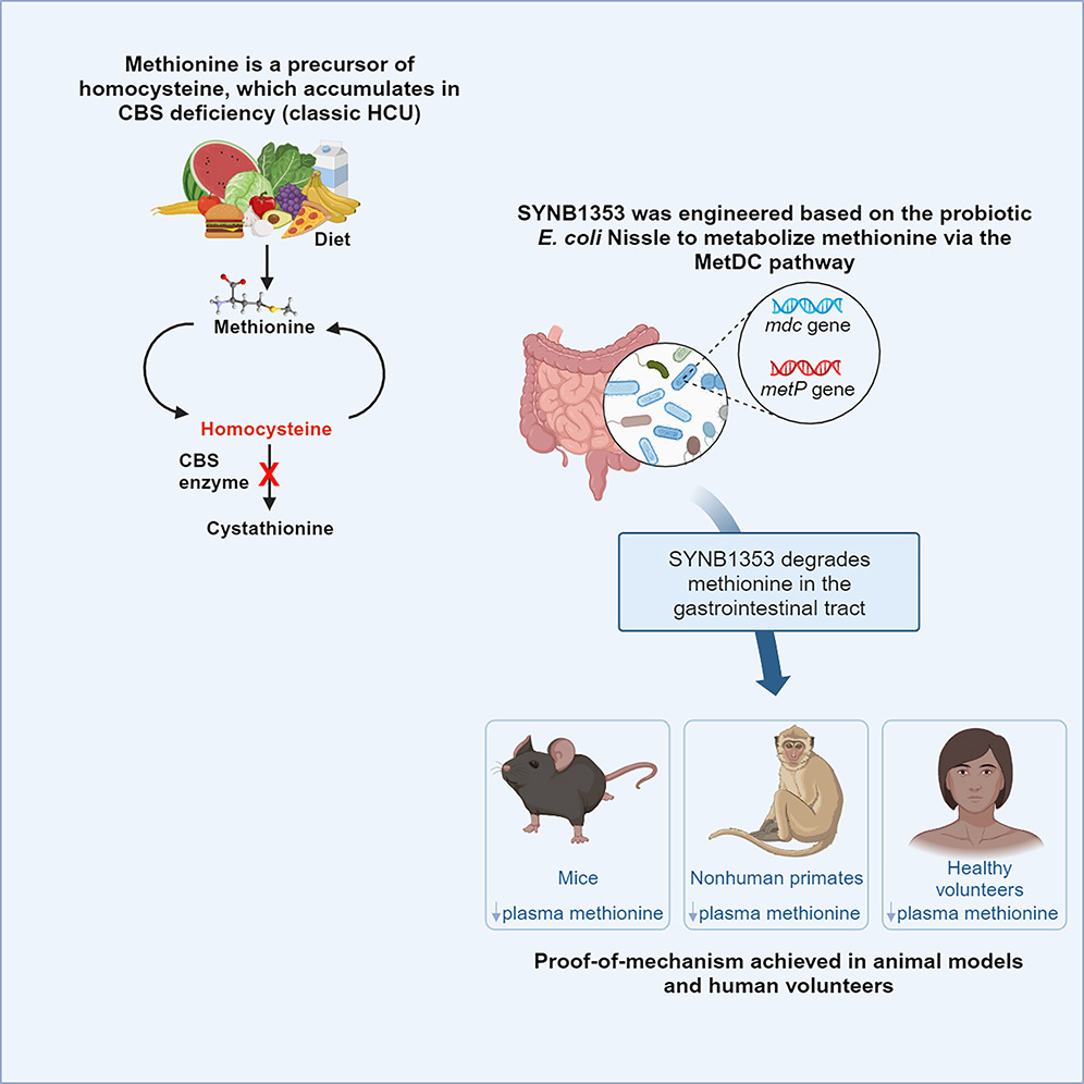 Live #biotherapeutic decreases methionine. Engineered #probiotic E.coli Nissle can degrade methionine in GI tract, marking potential treatment for #homocystinuria. Resulting strain, SYNB1353, lowers plasma methionine in mice, NHPs & humans @synlogic_tx cell.com/cell-host-micr…