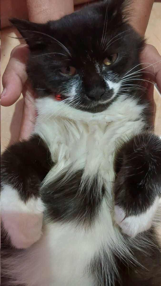 ayakgnaro's tweet photo. IN MEMORIAM ANJING 
JUNI 2023 - MARET 2024 🥹🥹🥹 https://t.co/z5VbOsw1Ch
