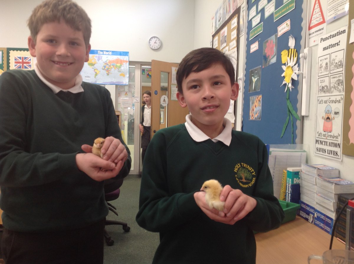 CrocClass's tweet image. Even the teachers have been popping by for chick cuddles! @WillowsCE