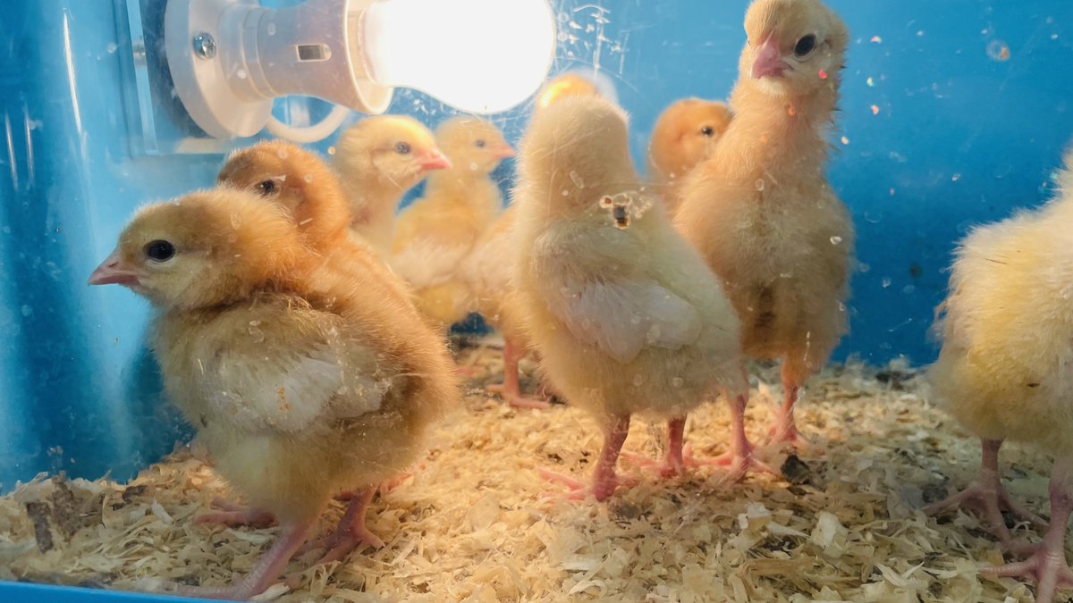 CrocClass's tweet image. Even the teachers have been popping by for chick cuddles! @WillowsCE