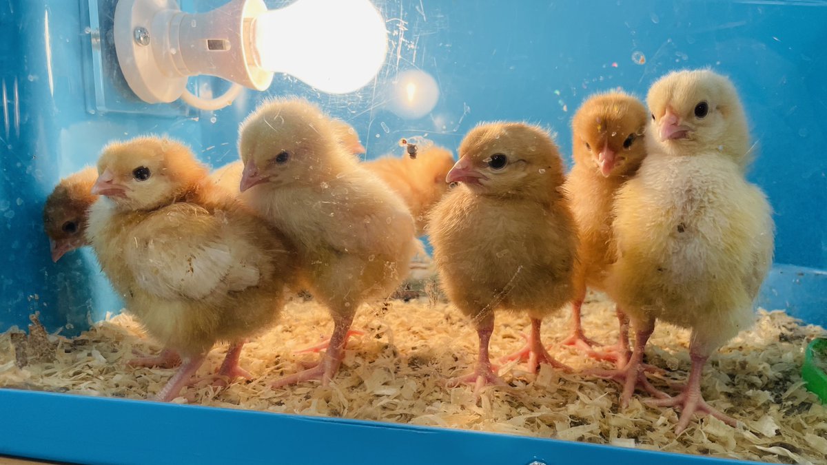 Crocodiles Class (@crocclass) on Twitter photo Even the teachers have been popping by for chick cuddles! <a href="/WillowsCE/">Holy Trinity C of E Primary School</a> Even the teachers have been popping by for chick cuddles! <a href="/WillowsCE/">Holy Trinity C of E Primary School</a>