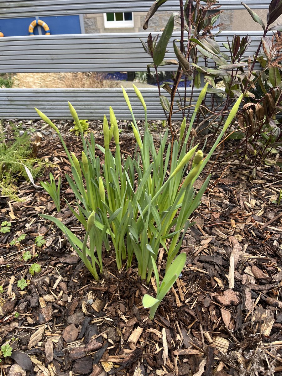 GillianDouglas2's tweet photo. Signs of Spring in the Staff Garden this week  🌼 🌼💛💜 #freshair #outsidespace #thankful #takeabreak https://t.co/Xo0IbgGuP9