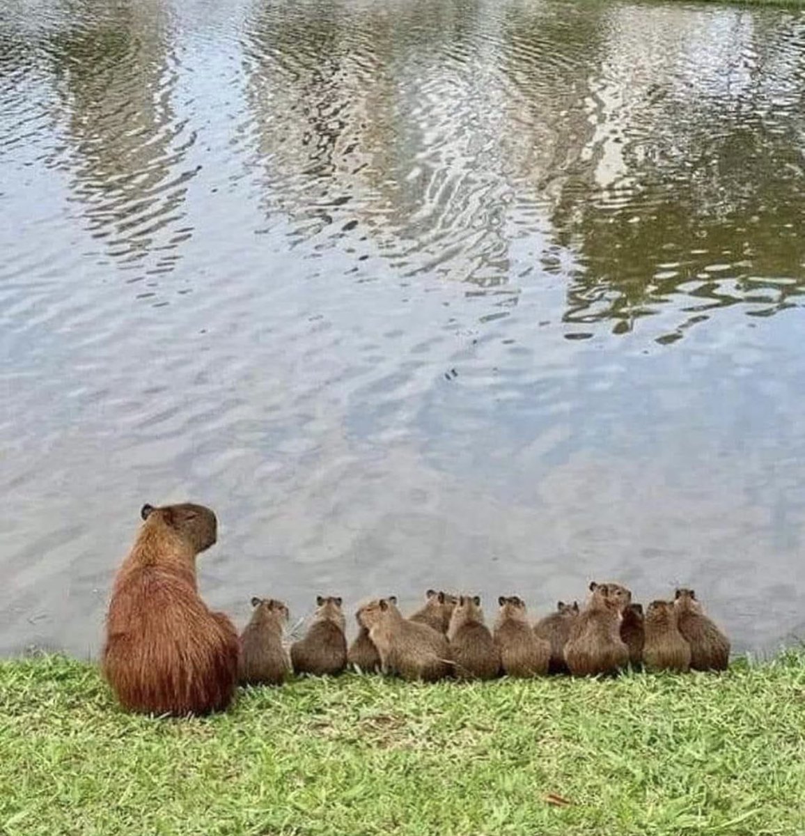 Mamá CAPIBARA.