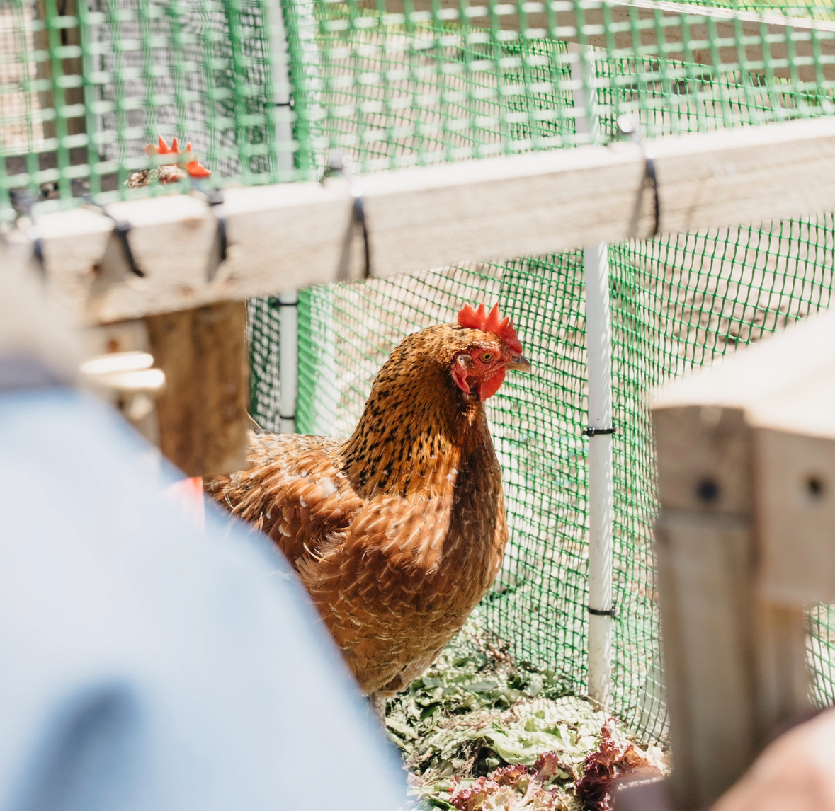 Chickens in our food garden? 🤔🐓 Here's why it's a good idea! Our chickens, much like our ducks, play a great part in helping gobble up unwanted pests like slugs, snails, small rodent and a variety of weeds. In Megan's Food Garden, it's all about team work 🌱