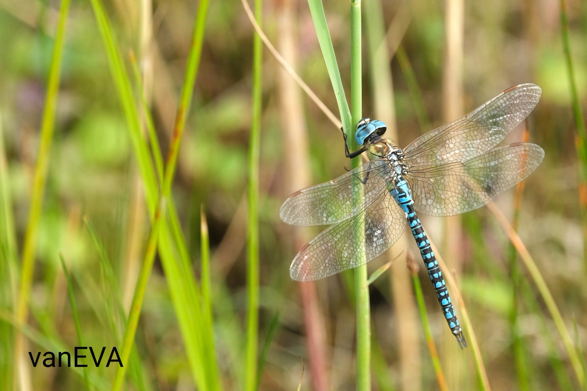 e_vanEVA's tweet image. Vandaag in #libellente de #zuidelijkeglazenmaker