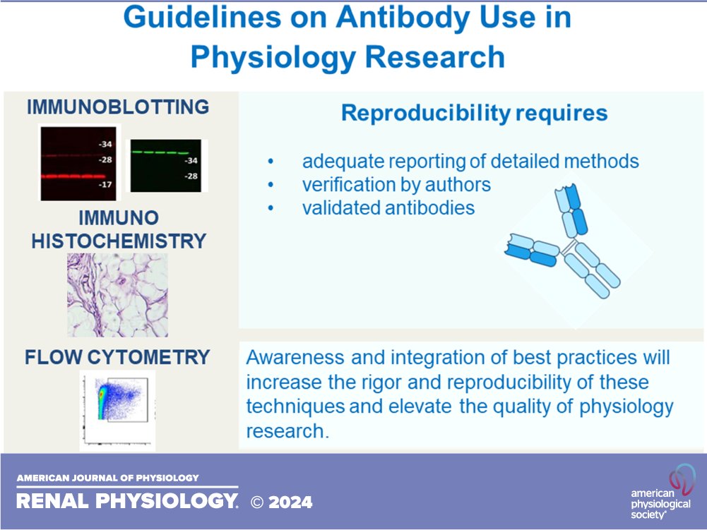AJP Renal (@ajprenal) on Twitter photo 🆕 in #AJPRenal!
"Guidelines on antibody use in physiology research"
📄Heddwen L. Brooks, et al.
ow.ly/pcLL50QT8OZ
#immunoblotting #immunofluorescence
<a href="/AJPRenalEIC/">Dr. Heddwen Brooks, PhD, AJP-Renal Editor-in-Chief</a> @merrylindseyphd <a href="/rofe6065/">Rob Fenton</a> <a href="/MarkKnepper6/">Mark Knepper</a> <a href="/gomes_lab/">Aldrin V Gomes</a> 🆕 in #AJPRenal!
"Guidelines on antibody use in physiology research"
📄Heddwen L. Brooks, et al.
ow.ly/pcLL50QT8OZ
#immunoblotting #immunofluorescence
<a href="/AJPRenalEIC/">Dr. Heddwen Brooks, PhD, AJP-Renal Editor-in-Chief</a> @merrylindseyphd <a href="/rofe6065/">Rob Fenton</a> <a href="/MarkKnepper6/">Mark Knepper</a> <a href="/gomes_lab/">Aldrin V Gomes</a>